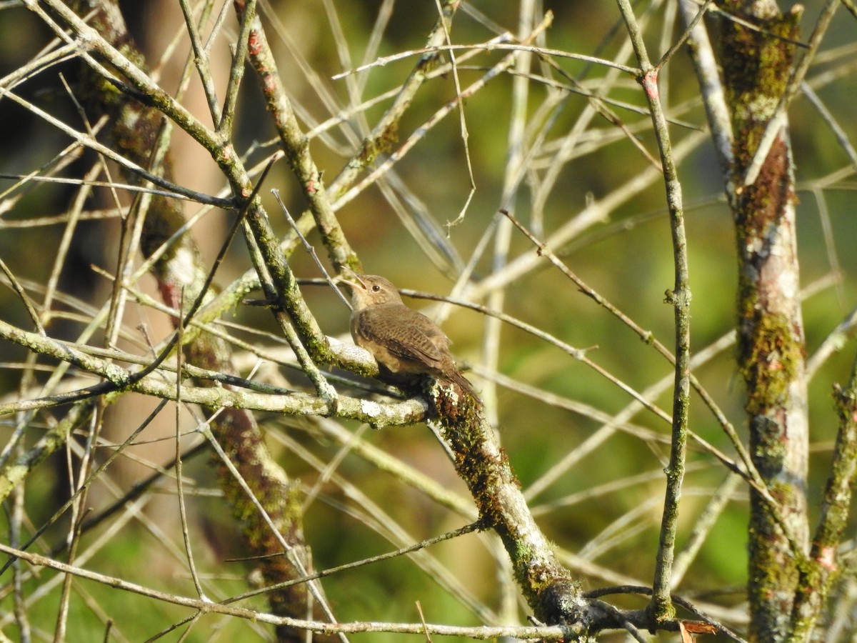 Southern House Wren - ML646380773