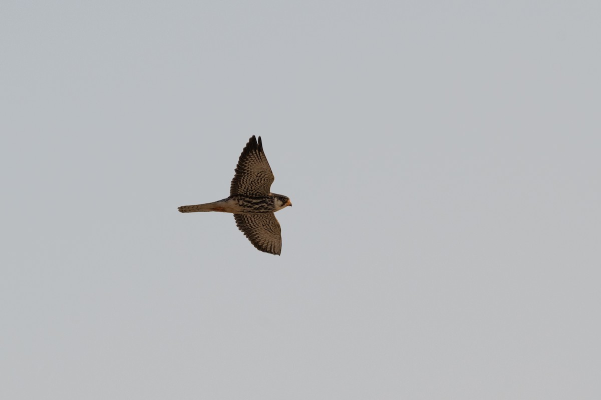 Amur Falcon - ML646380778