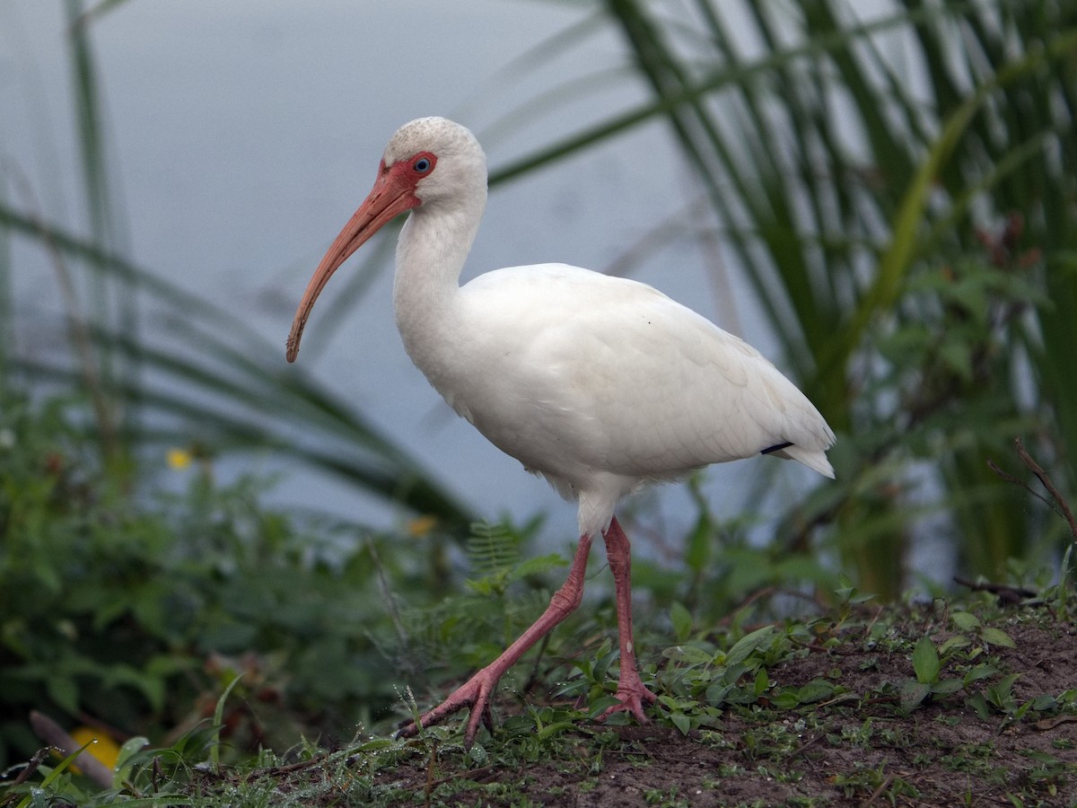 White Ibis - ML646380780
