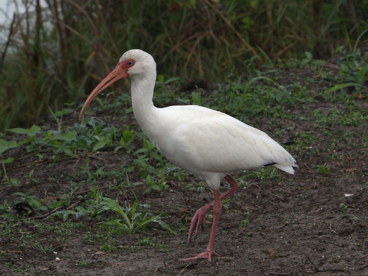 White Ibis - ML646380781