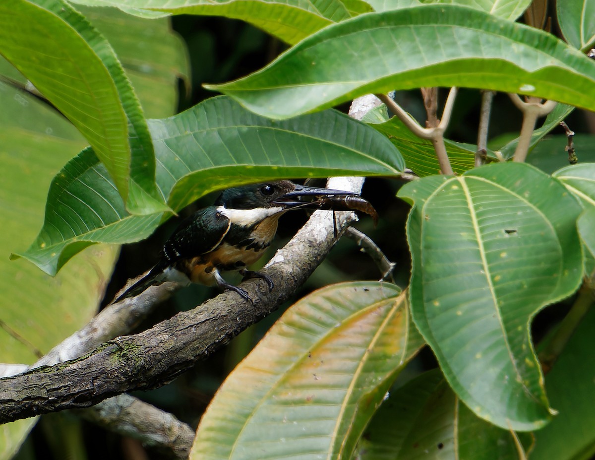 Green Kingfisher - ML646380785