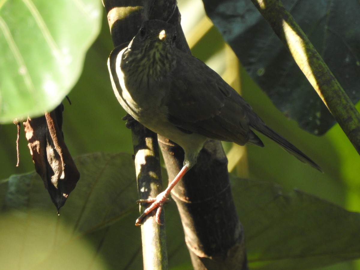 Gray-cheeked Thrush - ML646380786