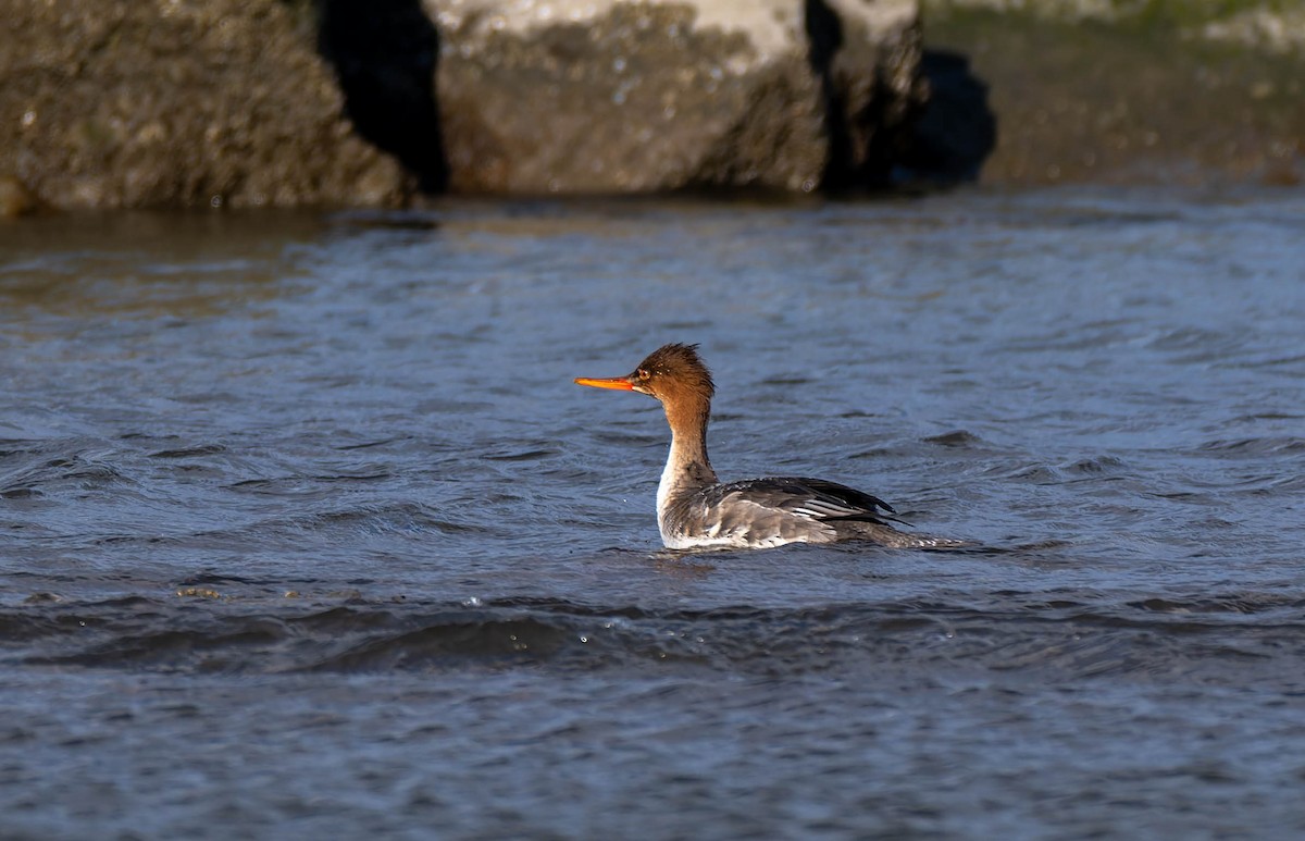 Red-breasted Merganser - ML646380788