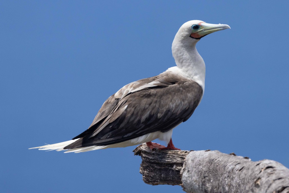 Red-footed Booby - ML646380789