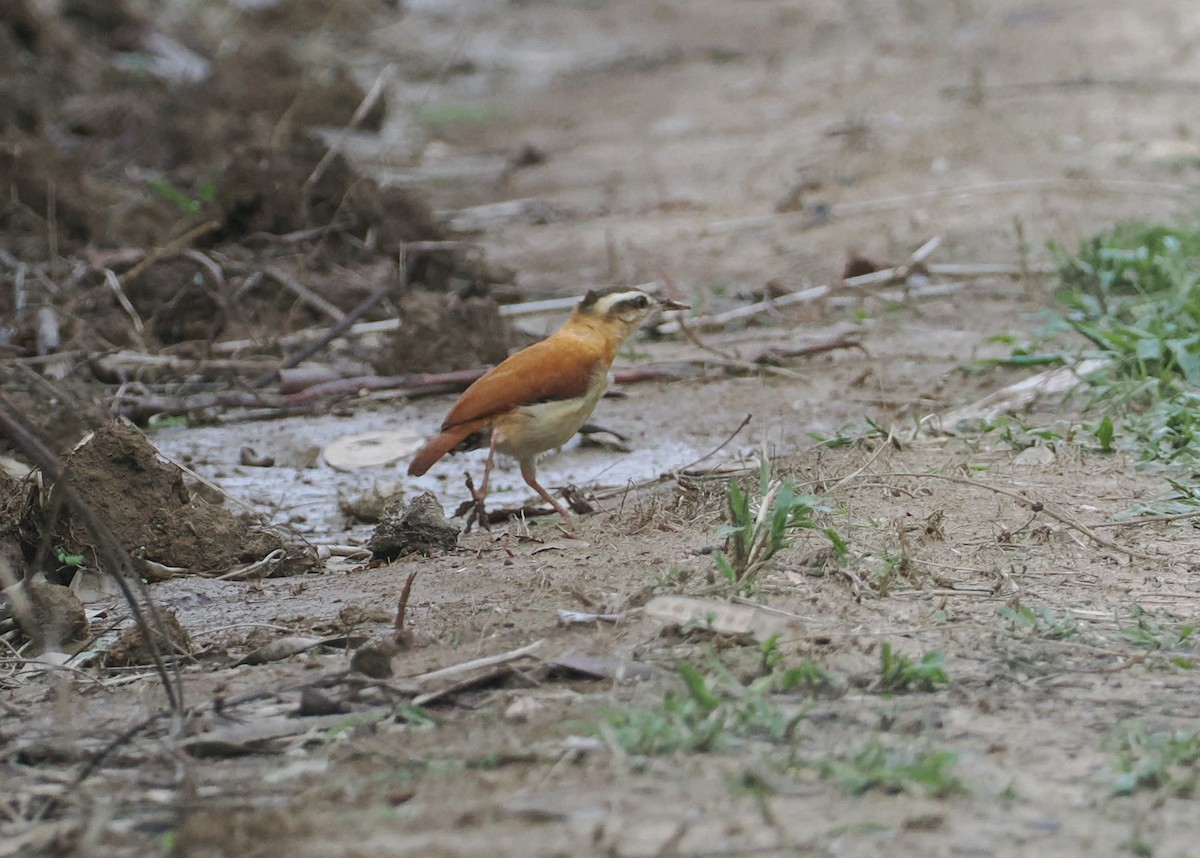 Pale-legged Hornero - ML646380790