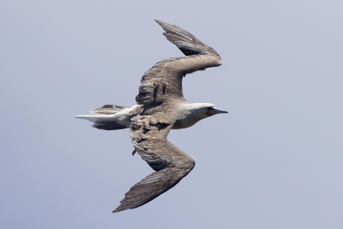 Red-footed Booby - ML646380791