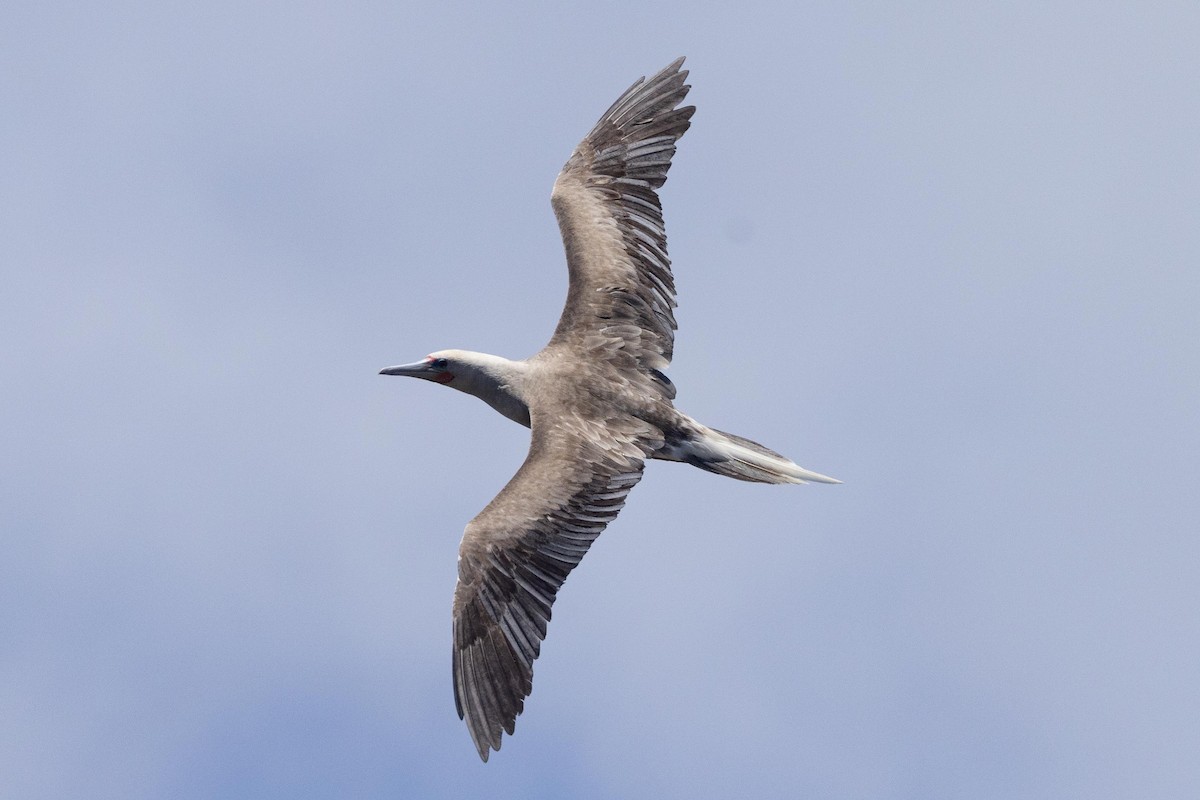 Red-footed Booby - ML646380792