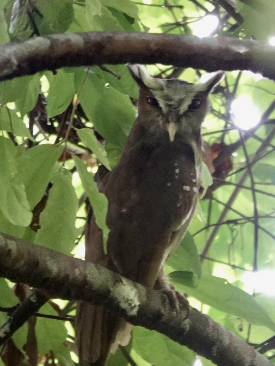 Crested Owl - ML646380793