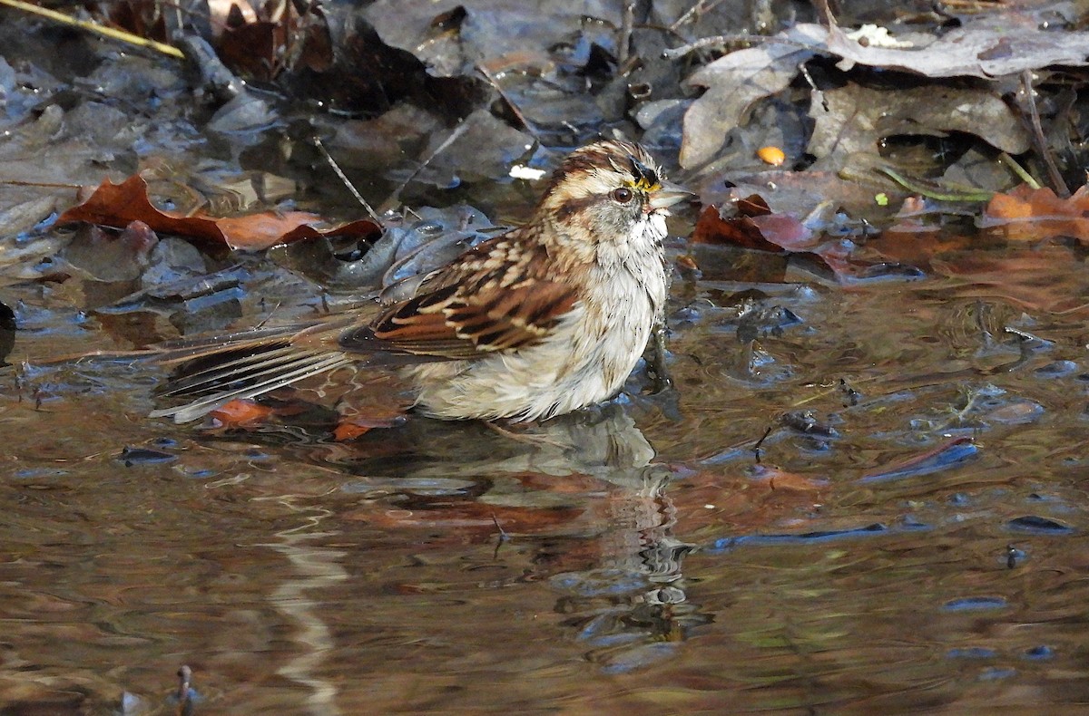 strnadec bělohrdlý - ML646380796