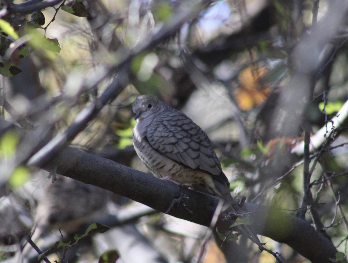 Inca Dove - ML646380800