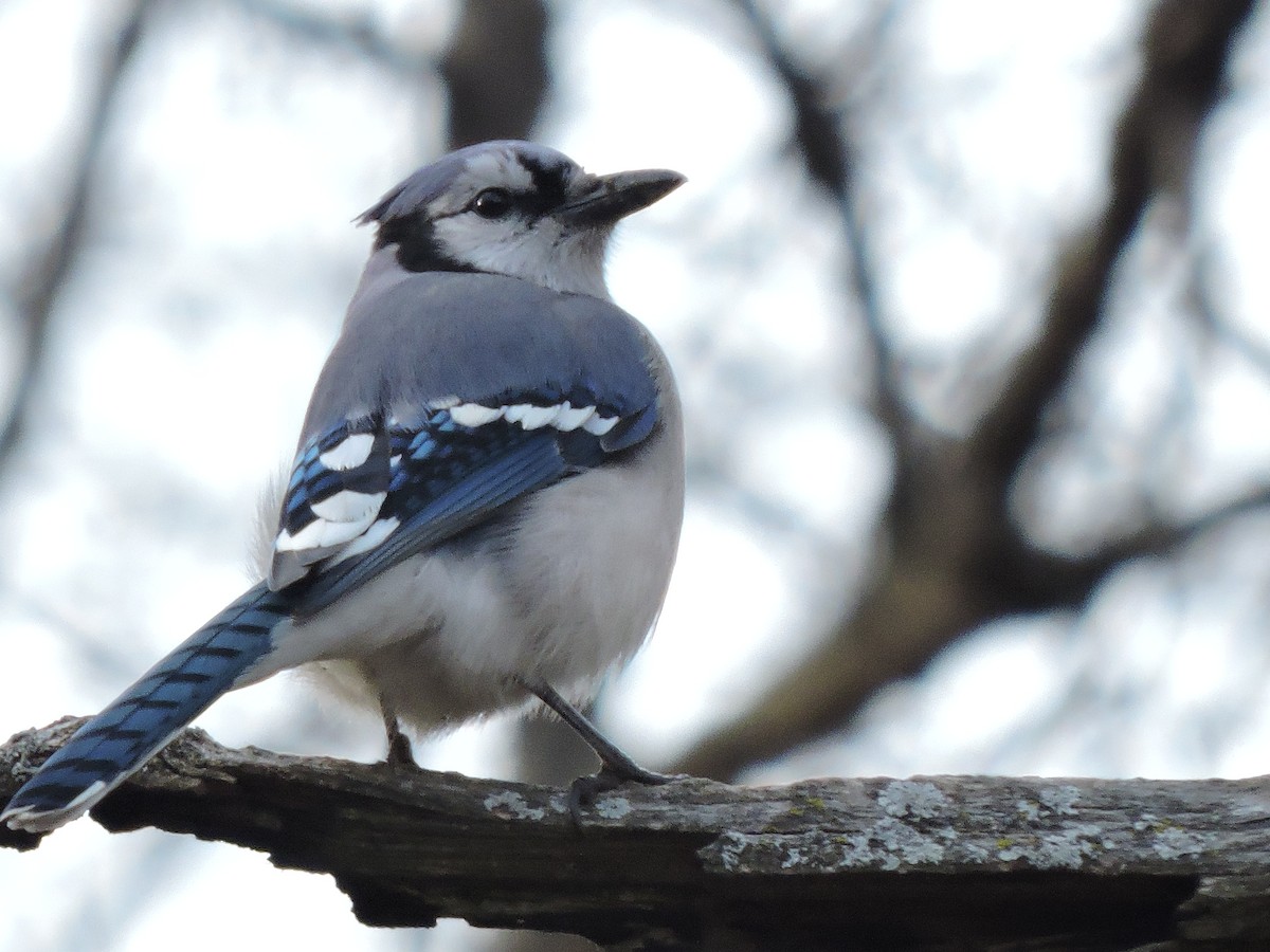Blue Jay - ML646380801