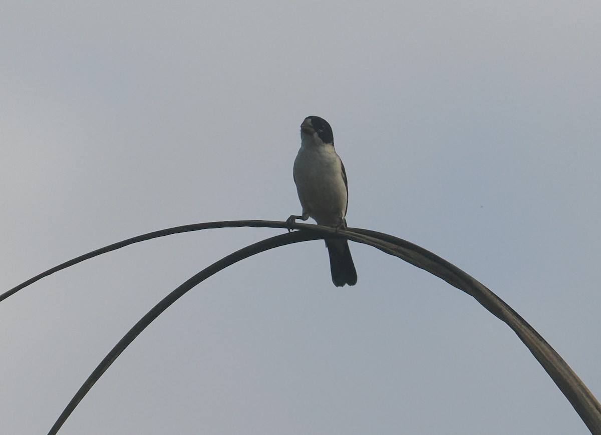 White-bellied Seedeater - ML646380803