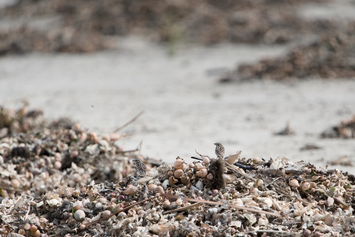 Savannah Sparrow - ML646380804