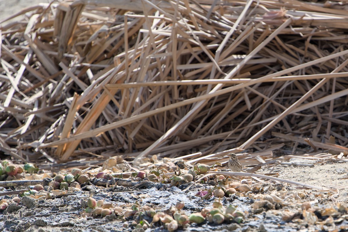 Savannah Sparrow - ML646380805