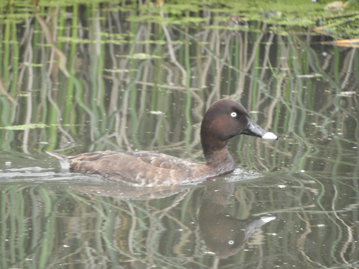 Hardhead - ML646380806