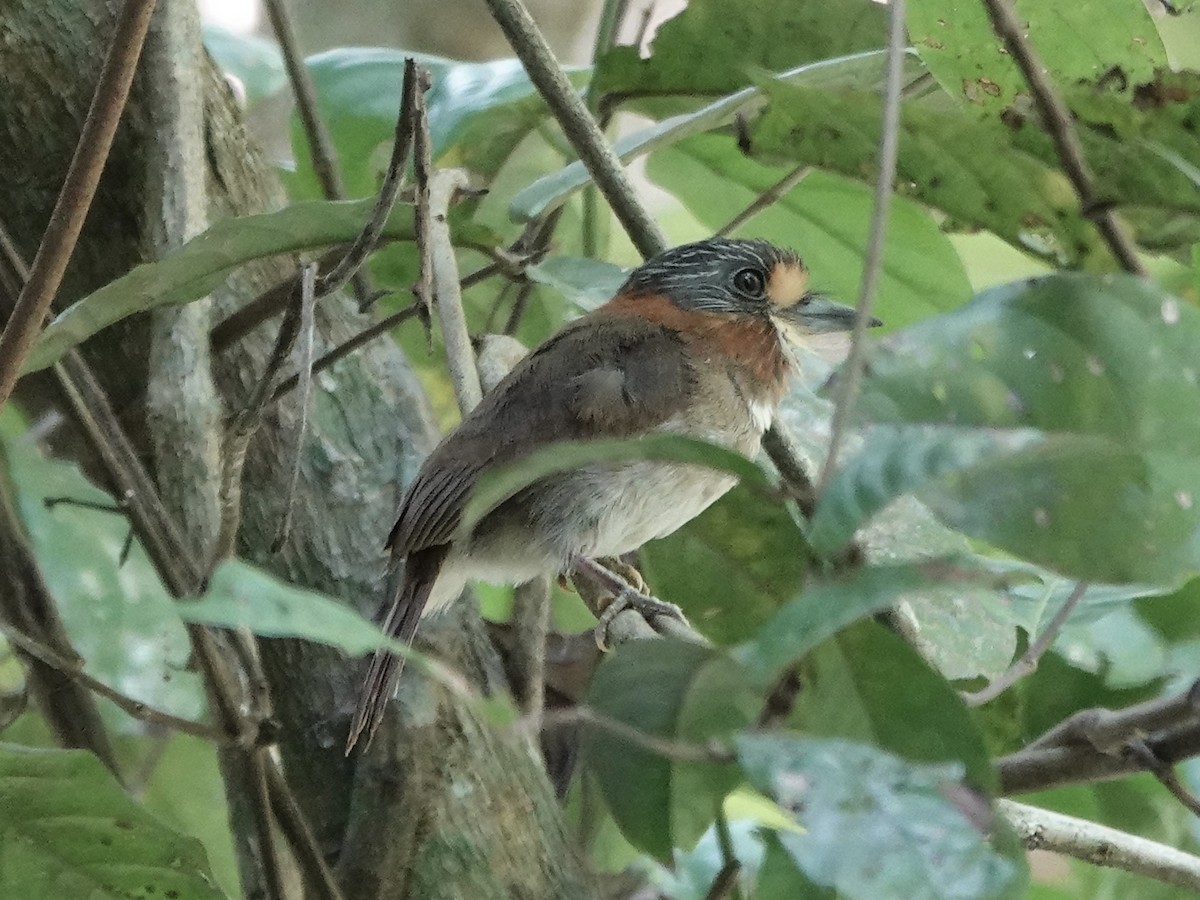 Rufous-necked Puffbird - ML646380807