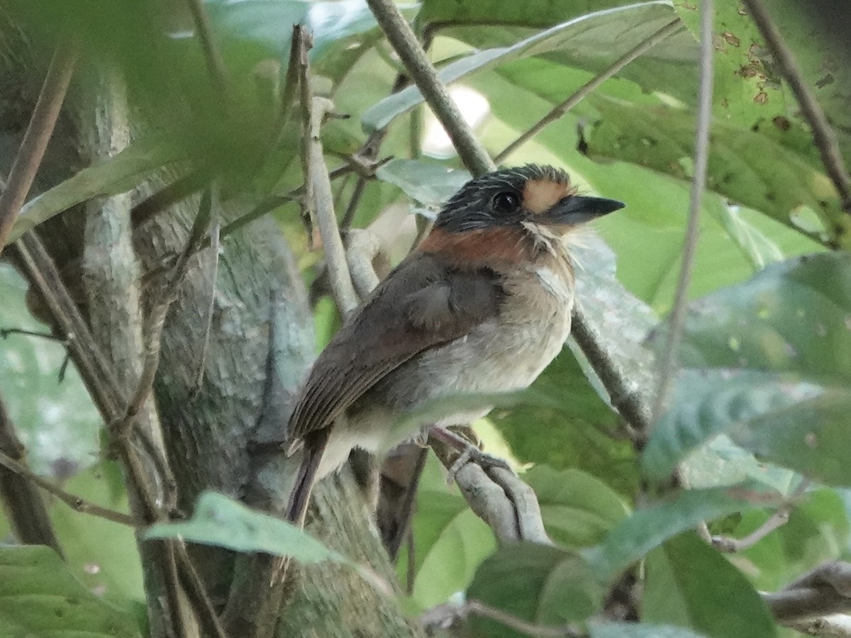 Rufous-necked Puffbird - ML646380808