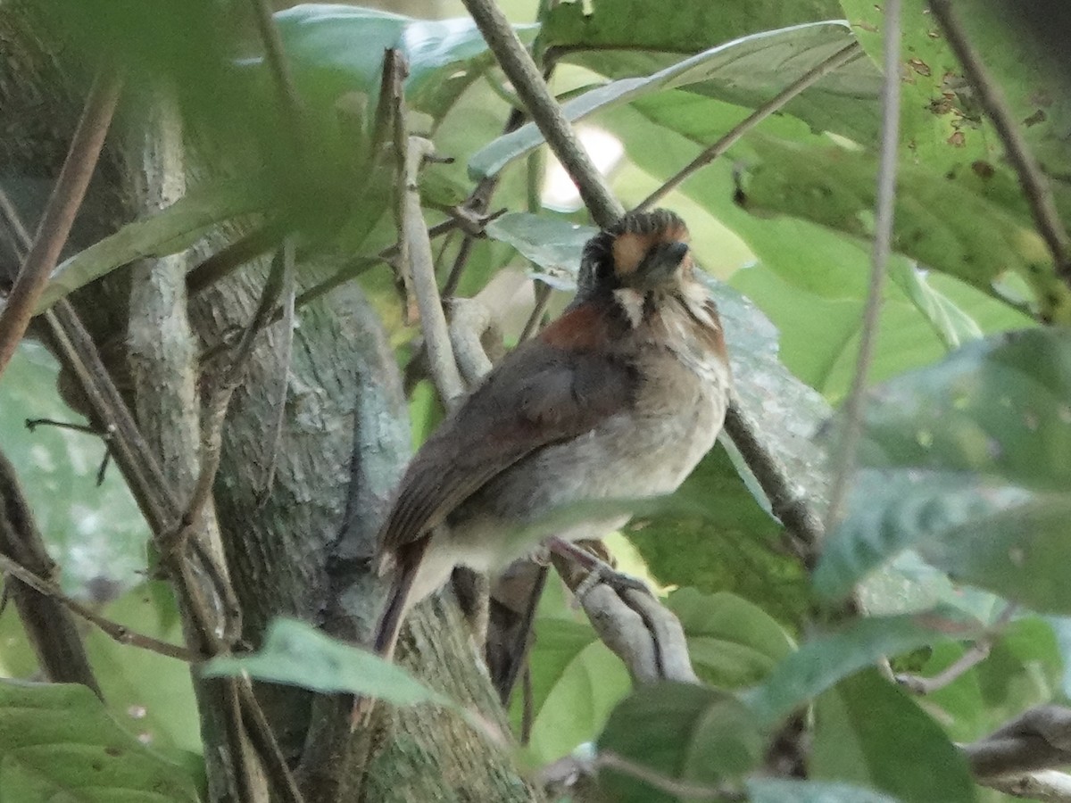Rufous-necked Puffbird - ML646380809