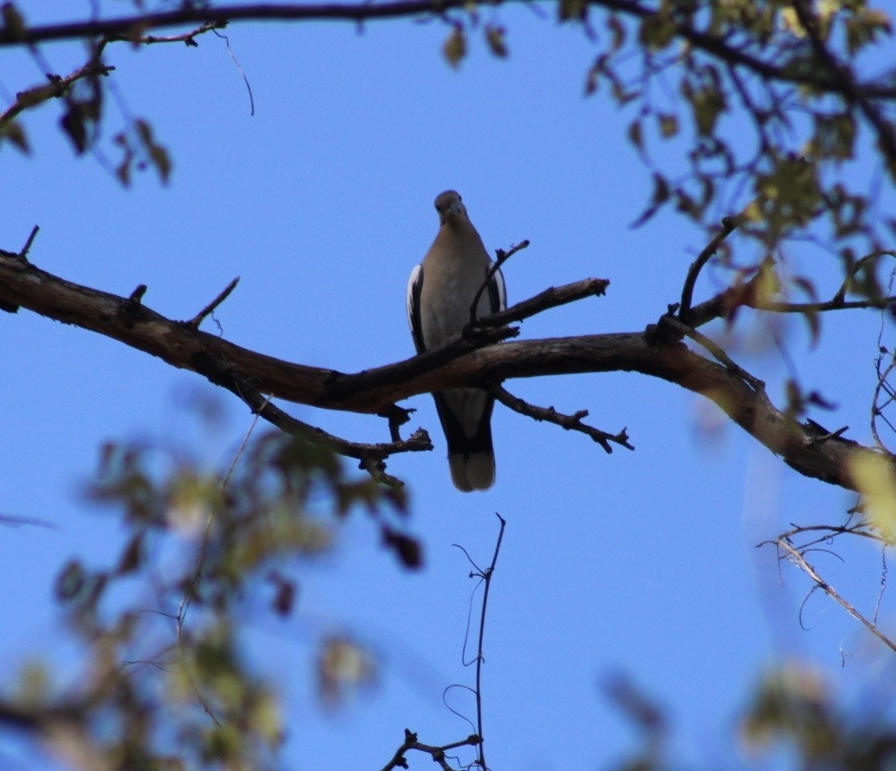 White-winged Dove - ML646380811