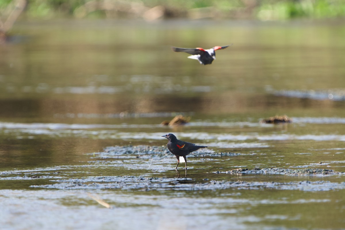 Red-winged Blackbird - ML646380816