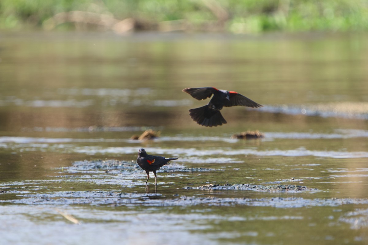 Red-winged Blackbird - ML646380817
