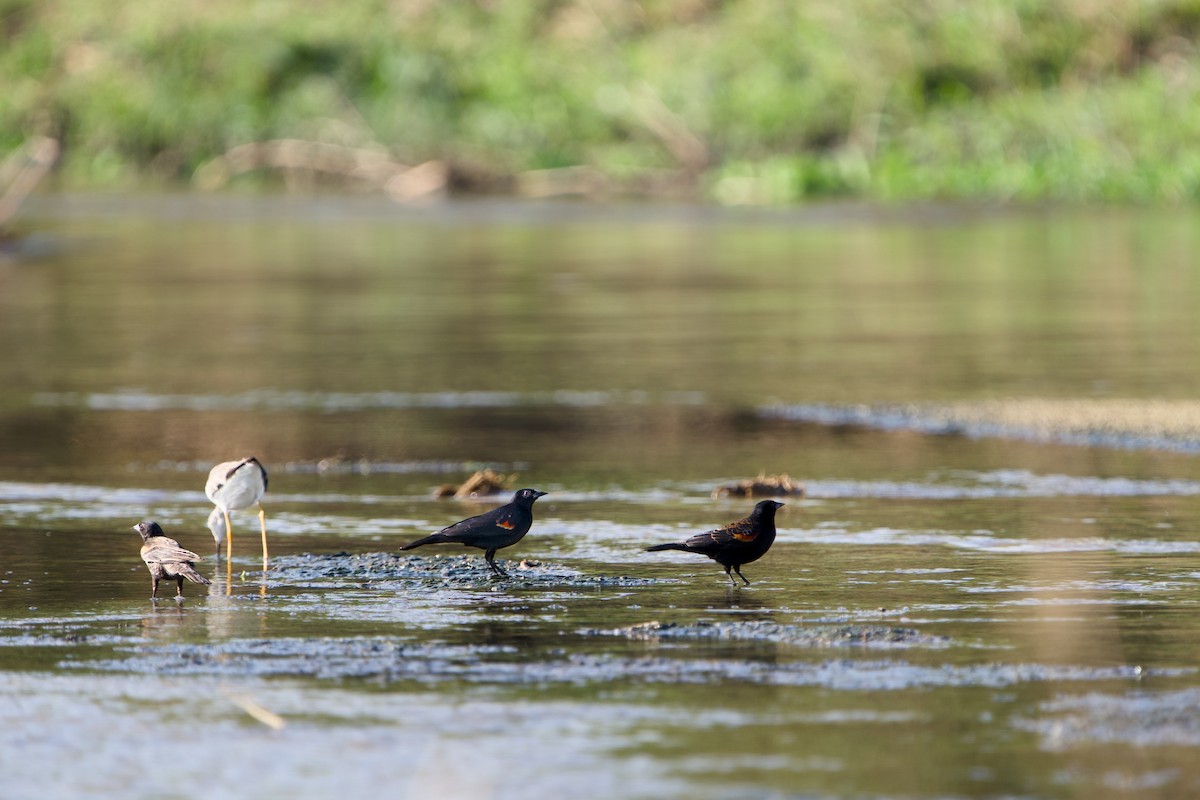 Red-winged Blackbird - ML646380818
