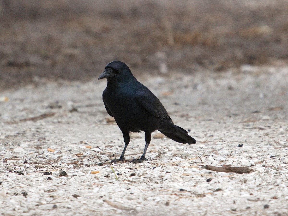 Balıkçı Karga - ML646380819