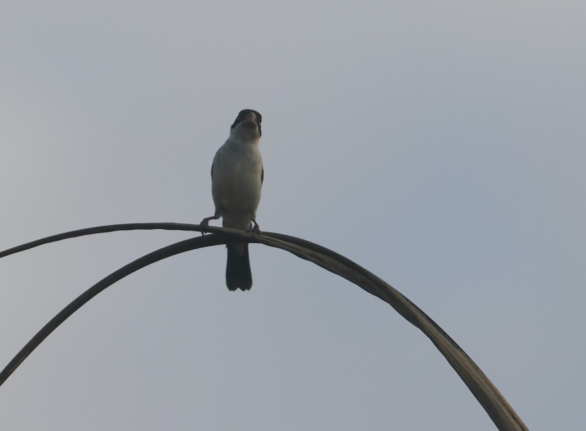 White-bellied Seedeater - ML646380820