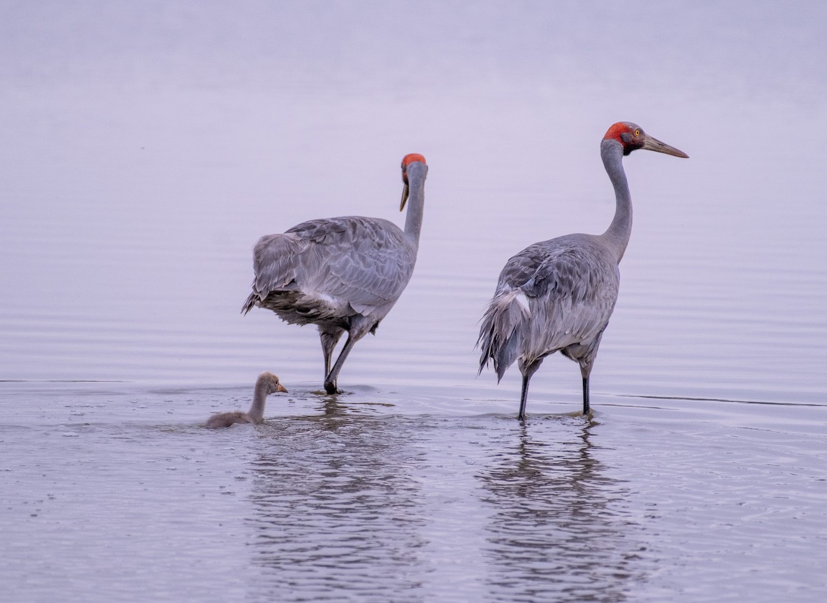 Brolga - ML646380822