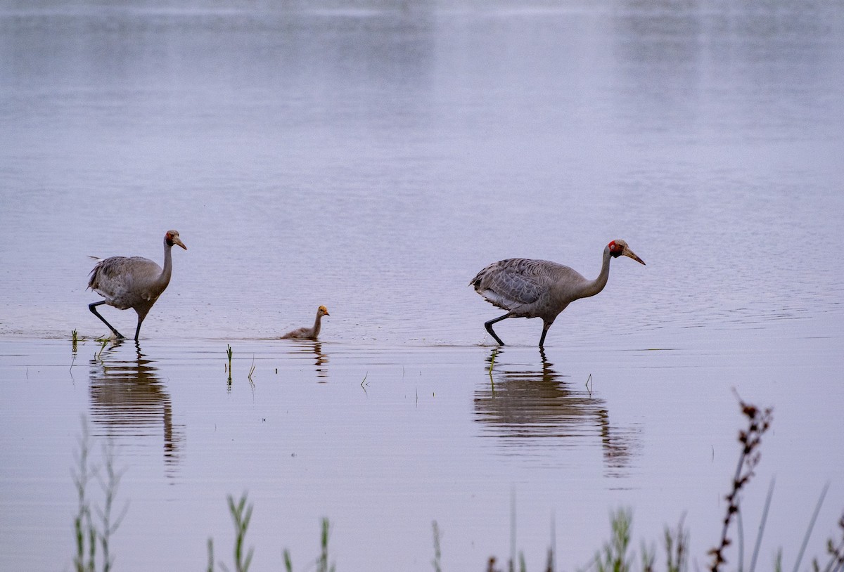 Brolga - ML646380823