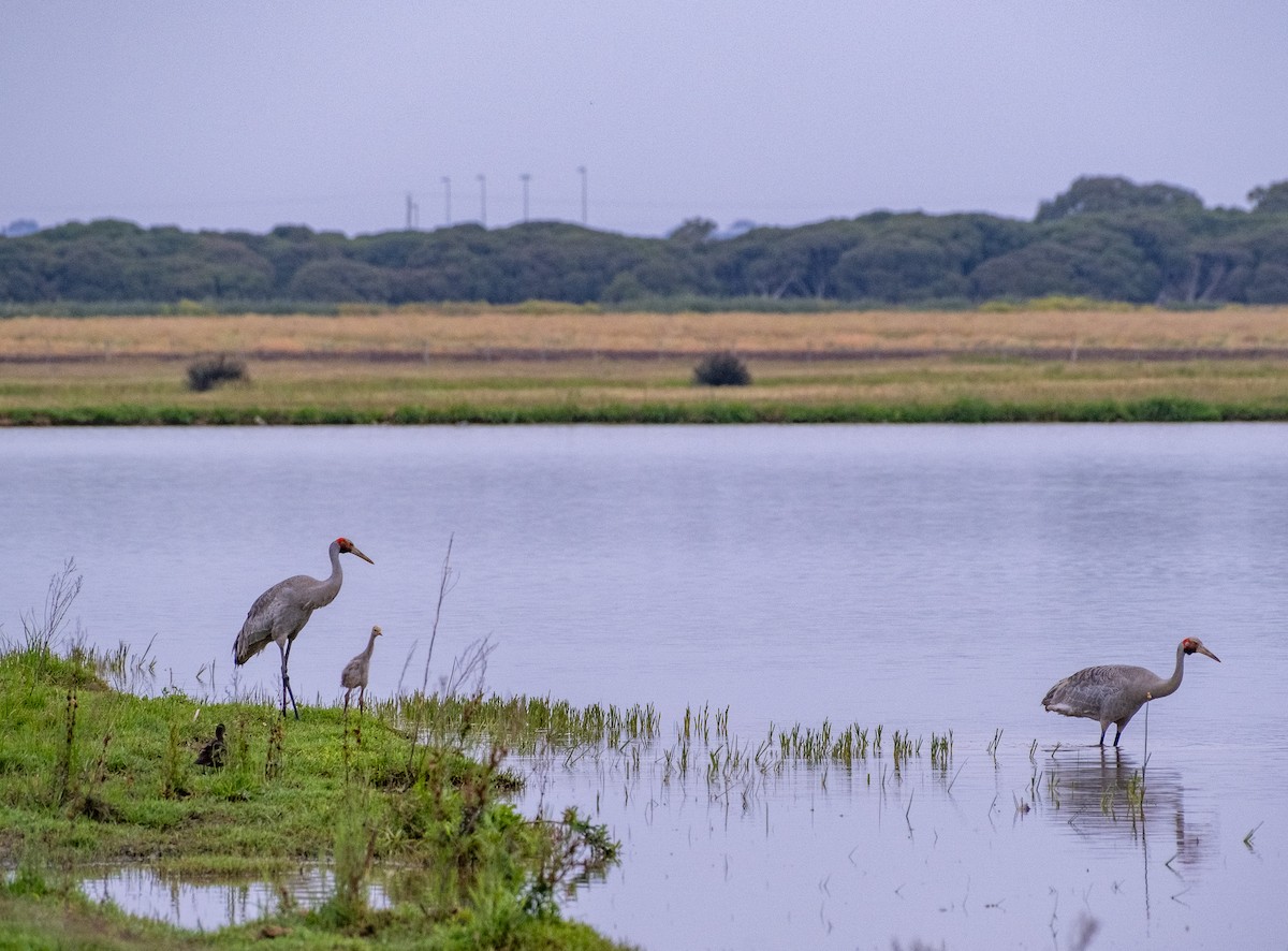 Brolga - ML646380824