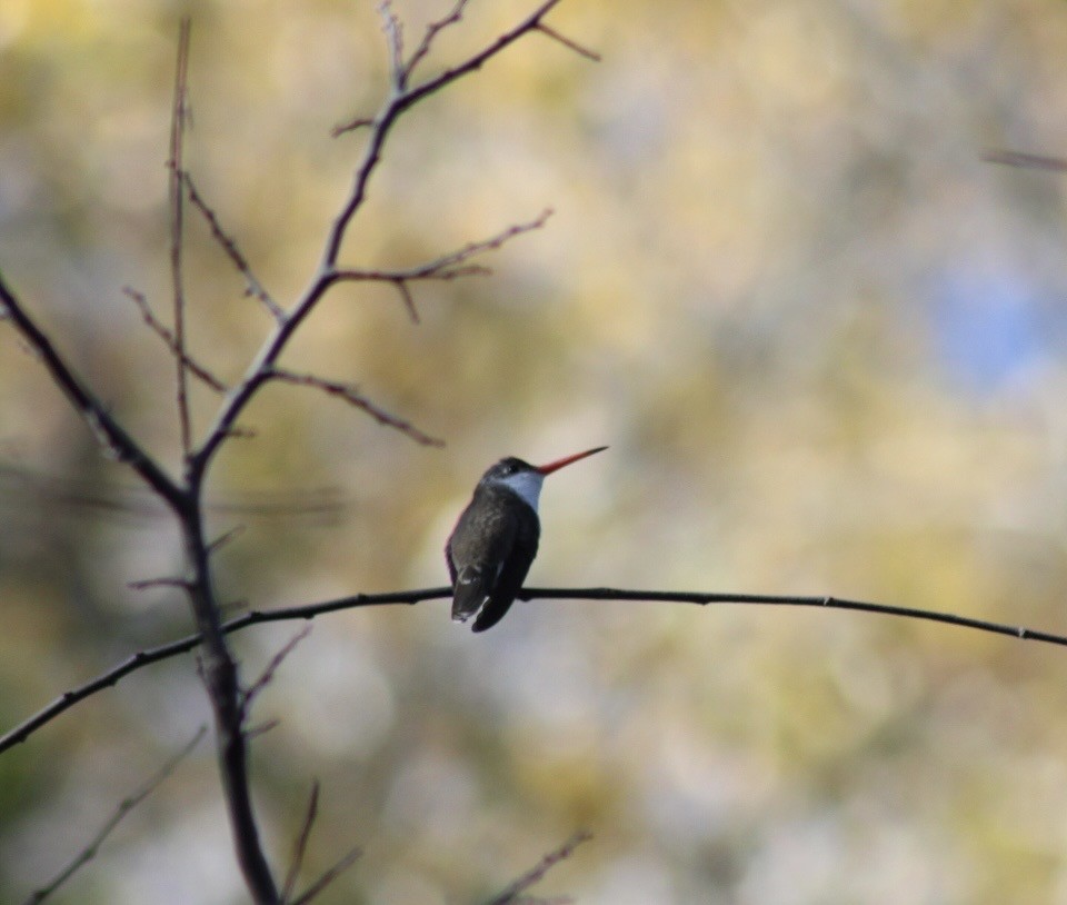 Violet-crowned Hummingbird - ML646380830