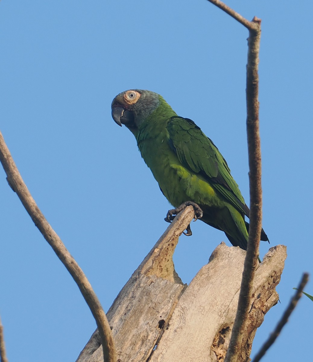Dusky-headed Parakeet - ML646380831