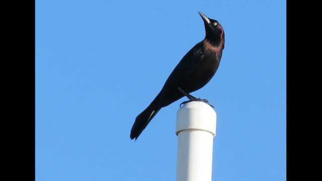 Common Grackle (Florida) - ML646380840