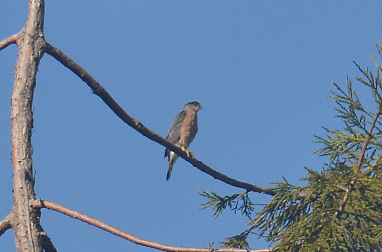 Cooper's Hawk - ML646380841