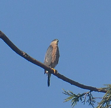 Cooper's Hawk - ML646380842