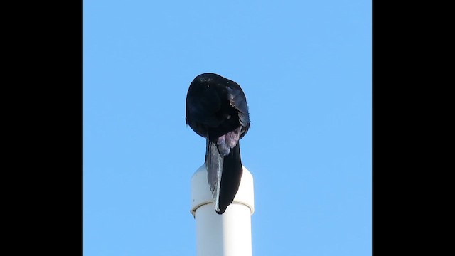 Common Grackle (Florida) - ML646380843