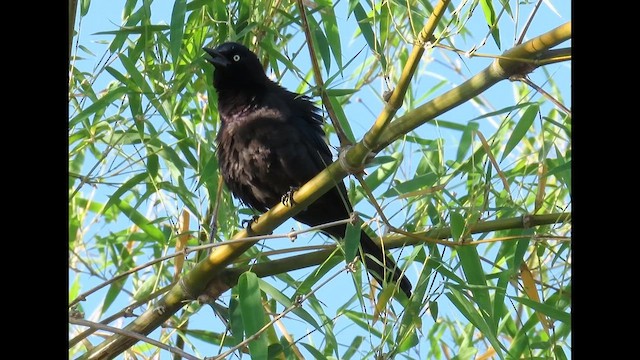Common Grackle (Florida) - ML646380844