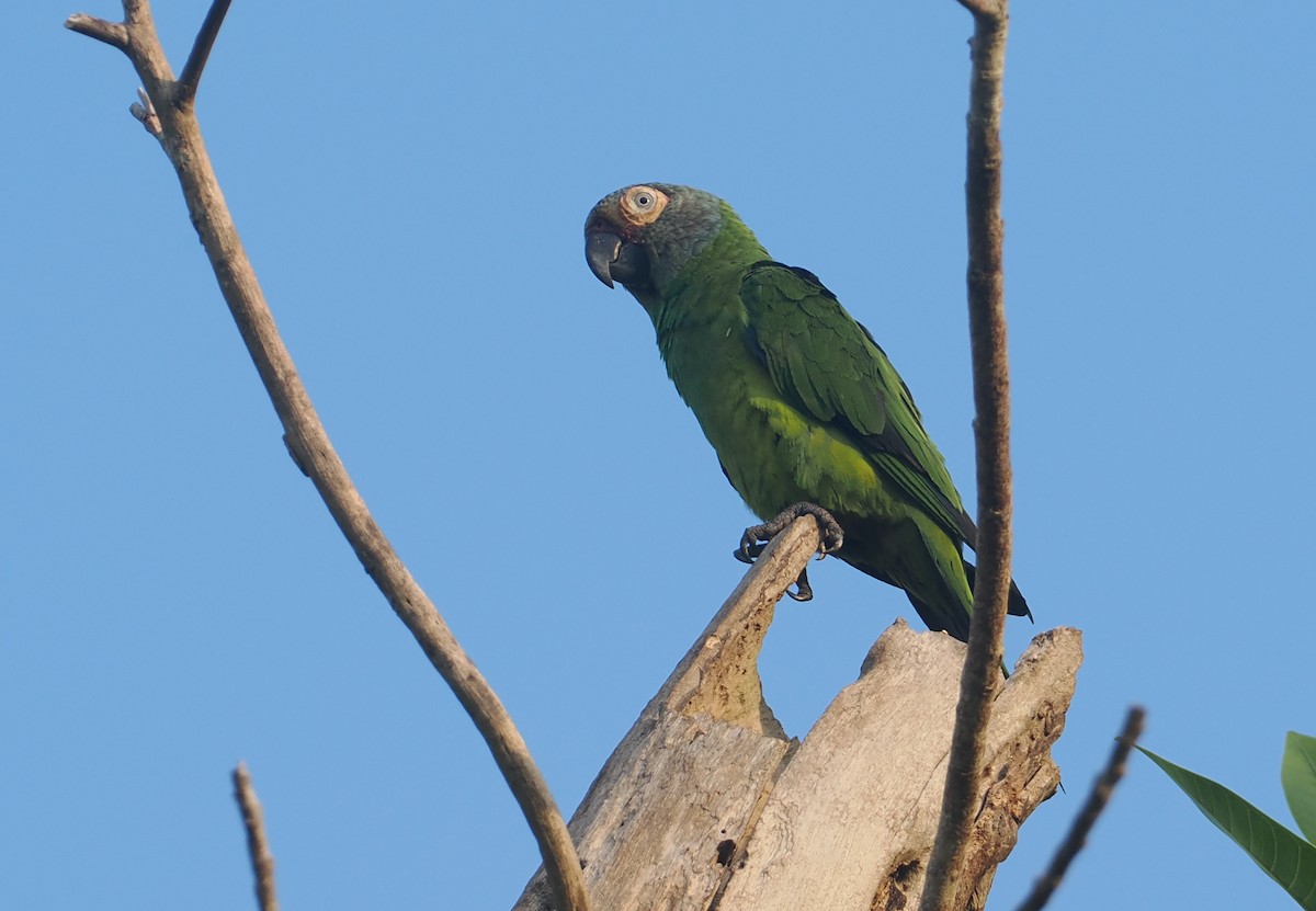 Dusky-headed Parakeet - ML646380846