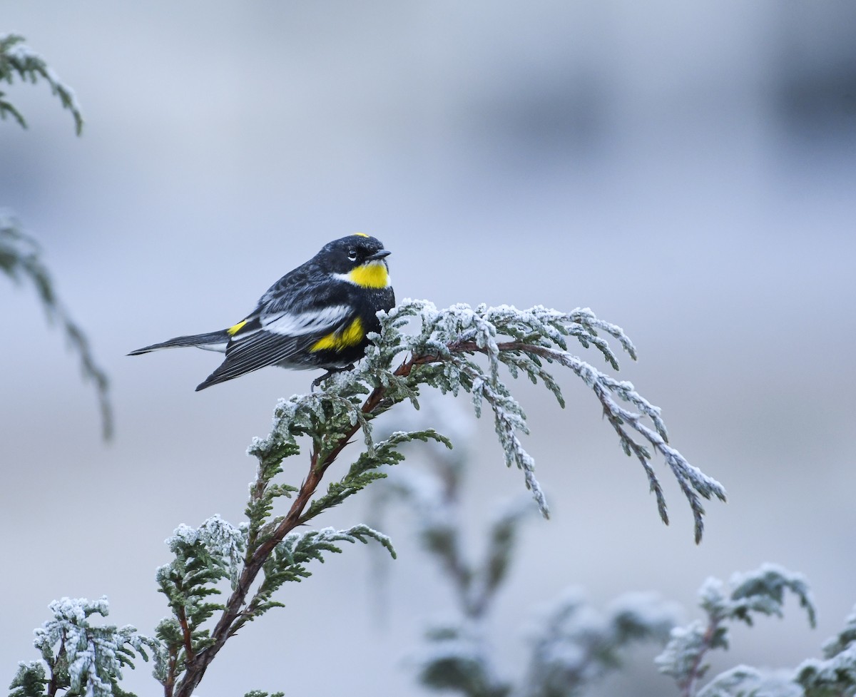 Yellow-rumped Warbler (Goldman's) - ML646380848