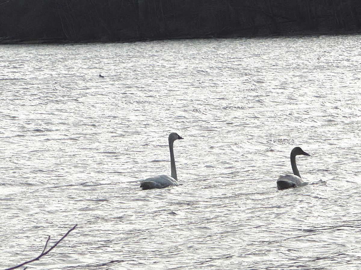 Tundra Swan - ML646380849