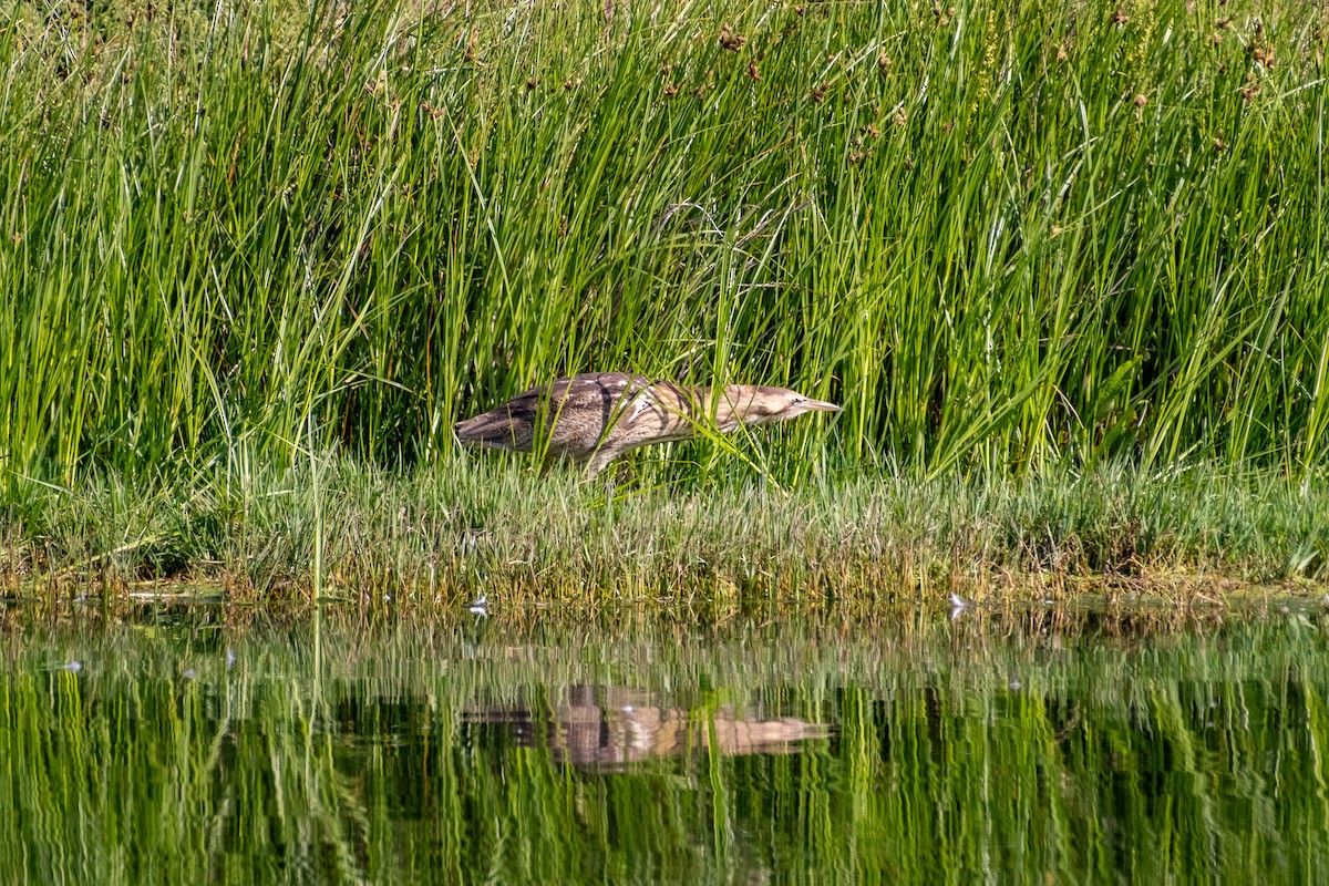 bukač australský - ML646380850
