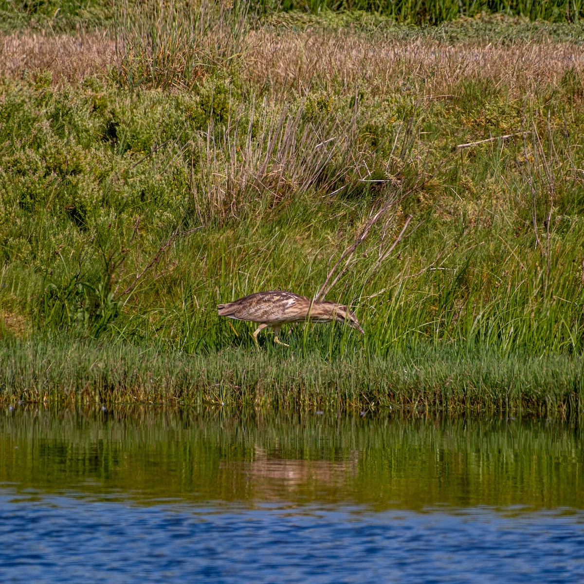 bukač australský - ML646380851