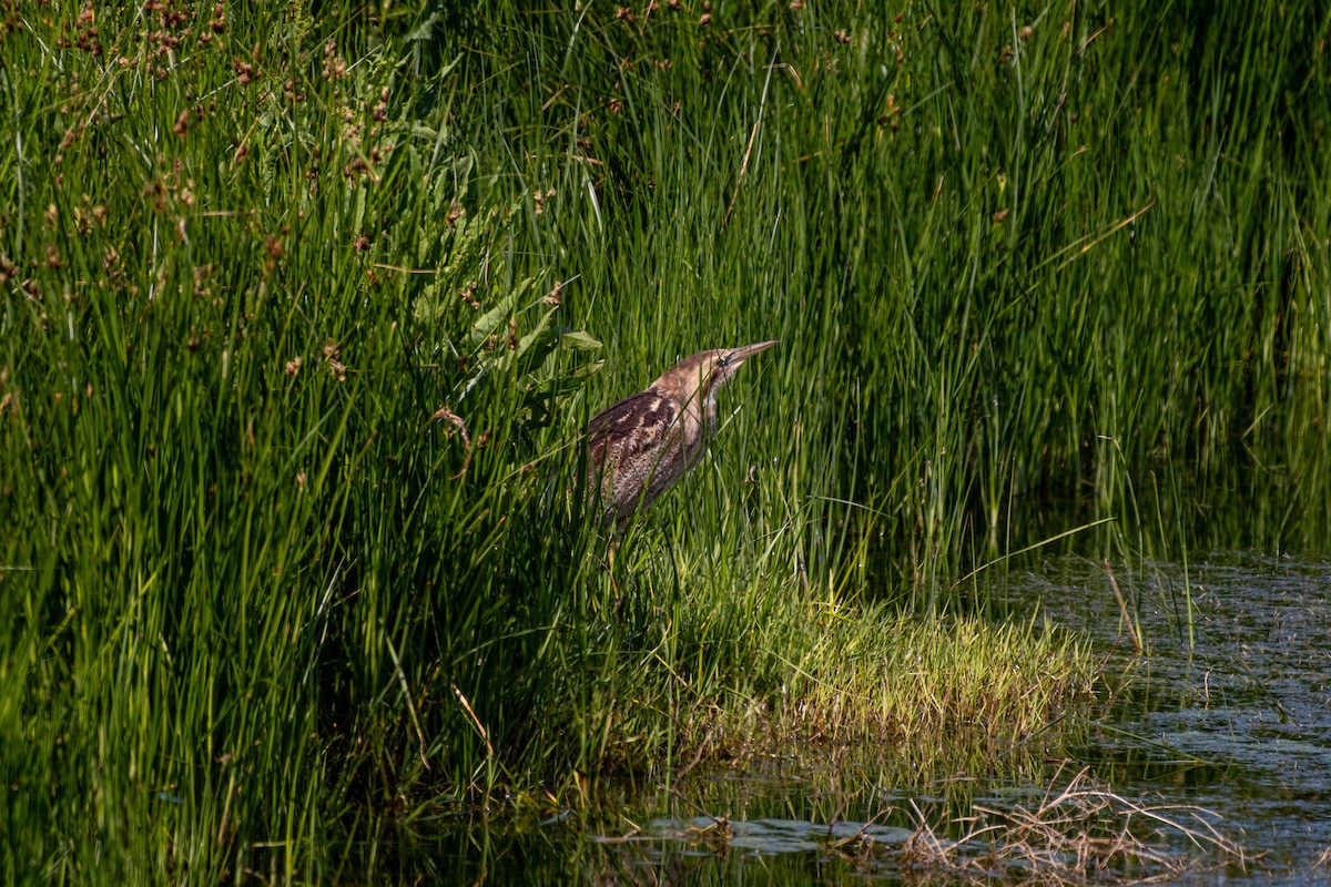 bukač australský - ML646380852