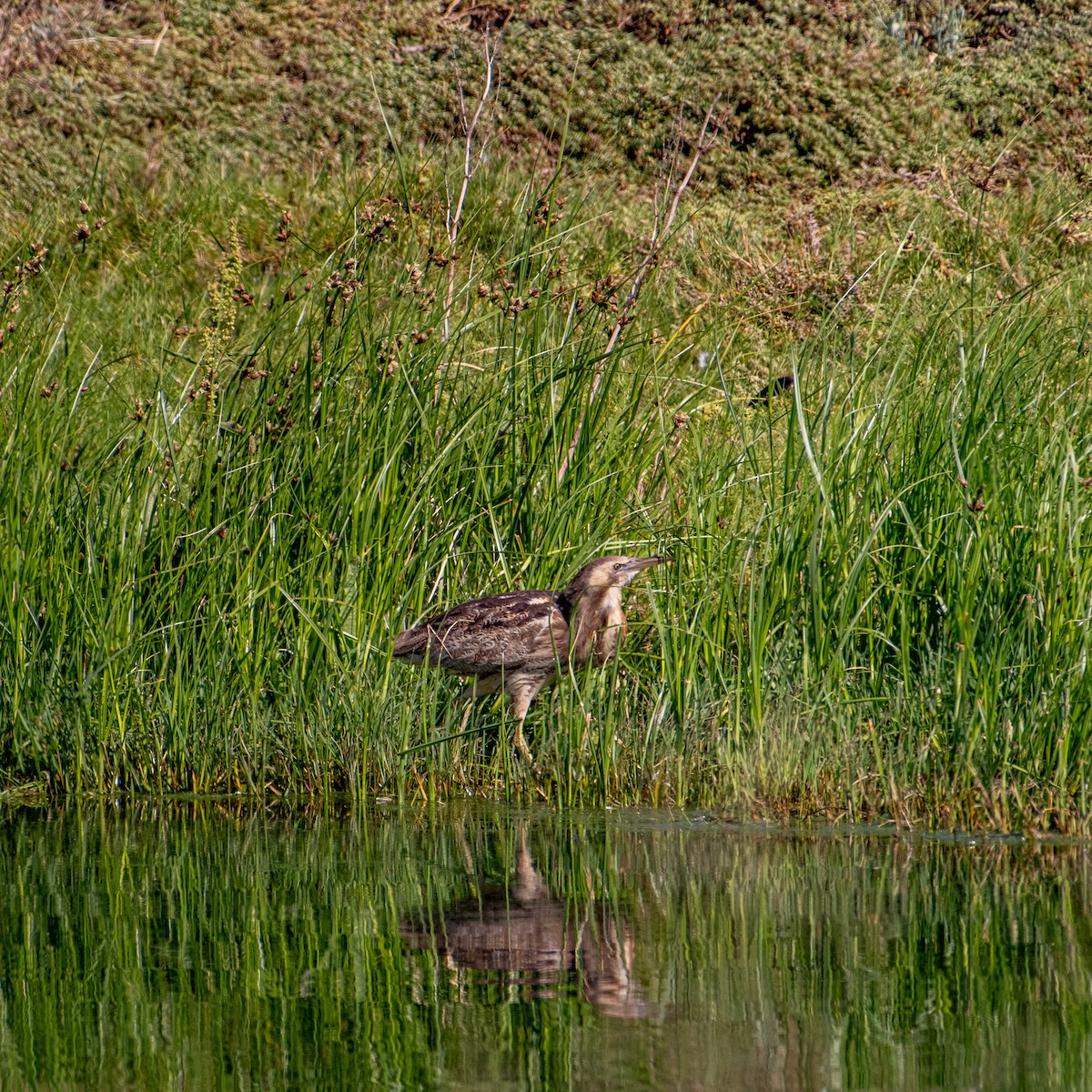 bukač australský - ML646380853
