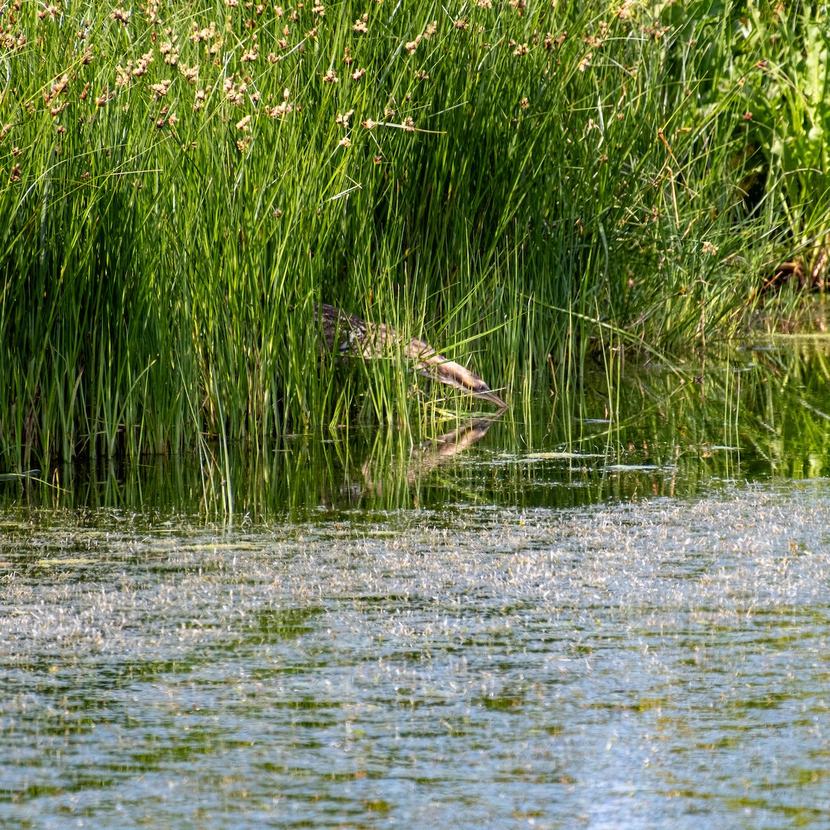 bukač australský - ML646380854