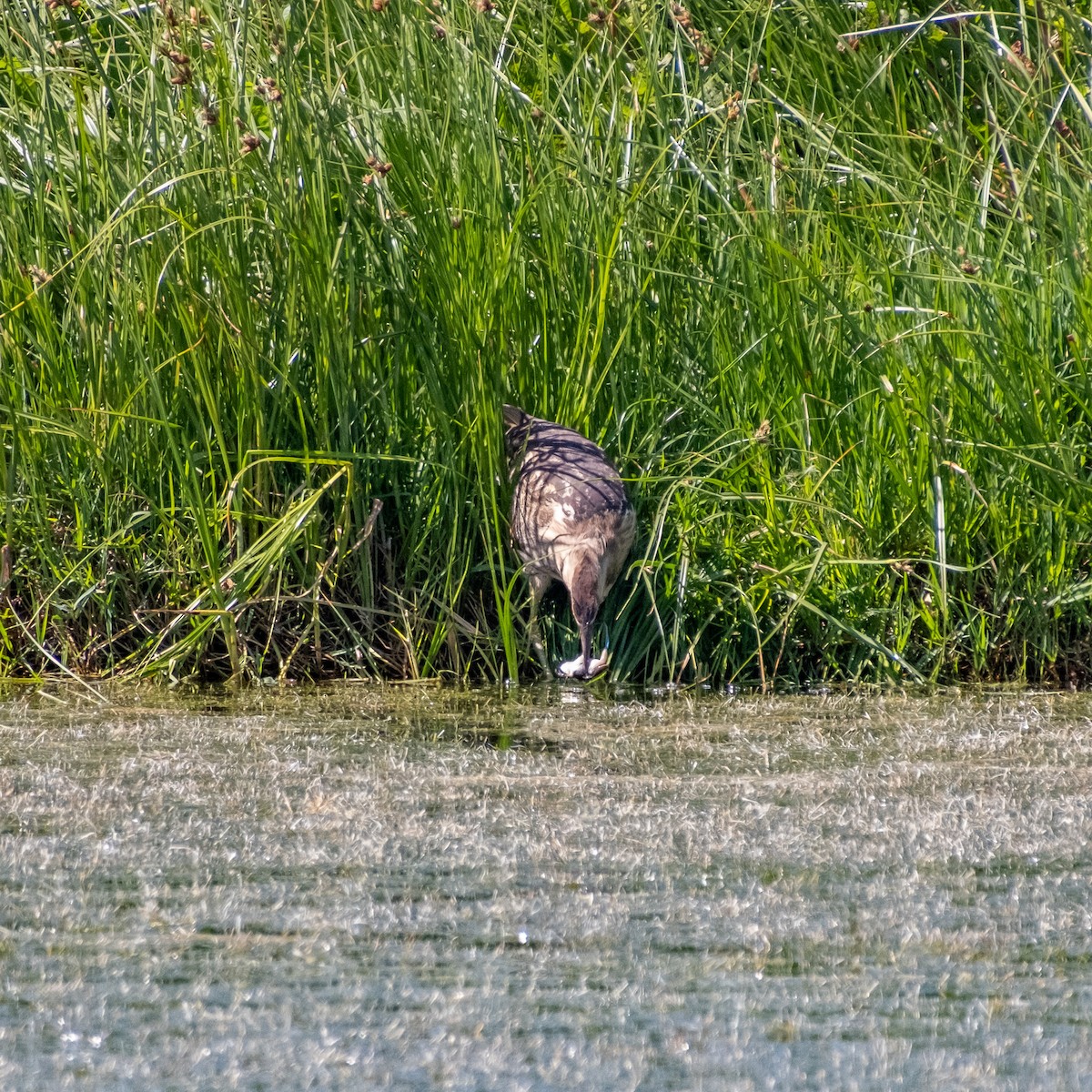 bukač australský - ML646380855