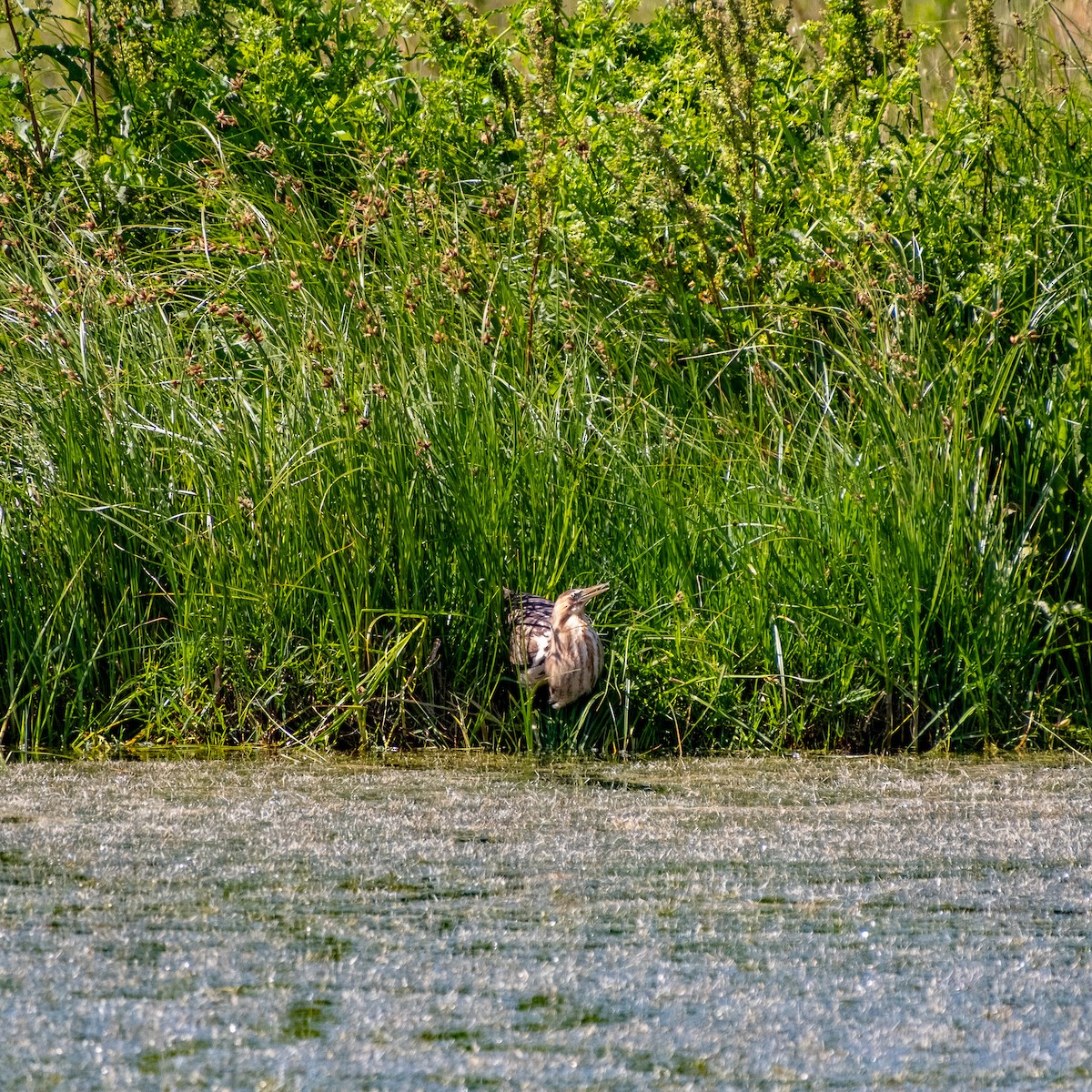 bukač australský - ML646380856