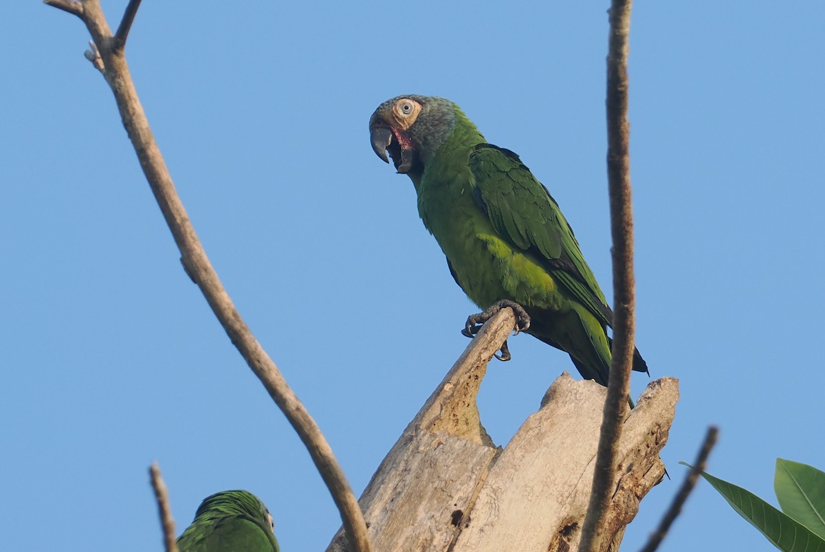 Dusky-headed Parakeet - ML646380858