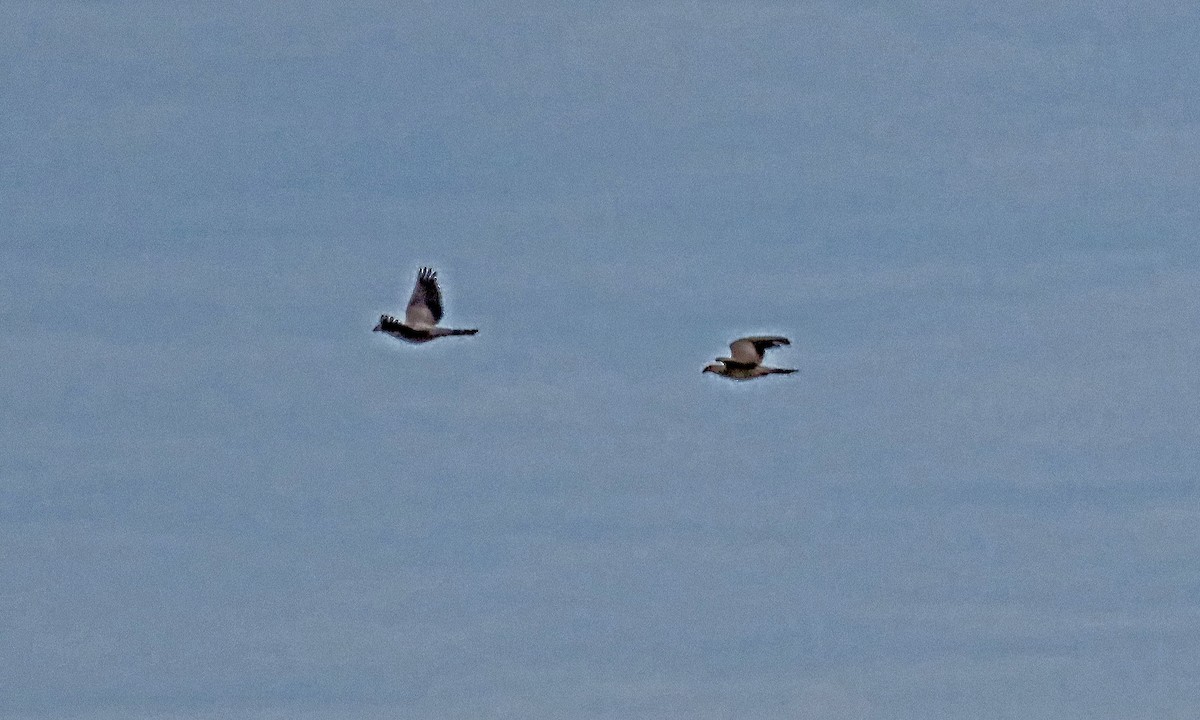 Topknot Pigeon - ML646380859